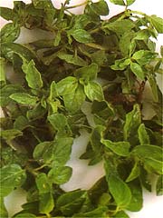 Image of Basil