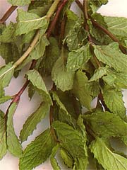 Image of Mint